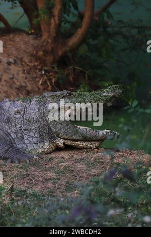 Große Räuber oder Sumpftiere oder Süßwasserkrokodile (crocodylus palustris) am Ufer des Flusses Stockfoto