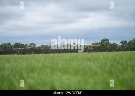 Rinderfarm-Landschaft mit sanften Hügeln und Kühen auf Feldern in Australien. Schönes grünes Gras und fette Kühe und Stiere, die weiden Stockfoto