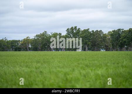 Rinderfarm-Landschaft mit sanften Hügeln und Kühen auf Feldern in Australien. Schönes grünes Gras und fette Kühe und Stiere, die weiden Stockfoto