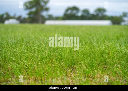 Rinderfarm-Landschaft mit sanften Hügeln und Kühen auf Feldern in Australien. Schönes grünes Gras und fette Kühe und Stiere, die weiden Stockfoto