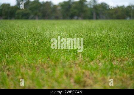 Rinderfarm-Landschaft mit sanften Hügeln und Kühen auf Feldern in Australien. Schönes grünes Gras und fette Kühe und Stiere, die weiden Stockfoto