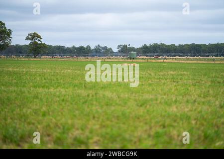 Rinderfarm-Landschaft mit sanften Hügeln und Kühen auf Feldern in Australien. Schönes grünes Gras und fette Kühe und Stiere, die weiden Stockfoto