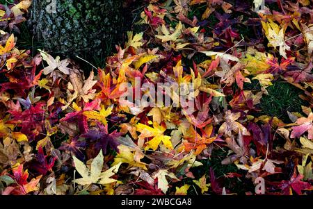 Ahornblätter auf dem Boden an einem regnerischen Herbsttag, Nahaufnahme. Stockfoto