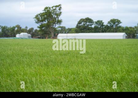 Rinderfarm-Landschaft mit sanften Hügeln und Kühen auf Feldern in Australien. Schönes grünes Gras und fette Kühe und Stiere, die weiden Stockfoto