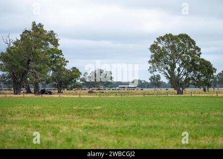 Rinderfarm-Landschaft mit sanften Hügeln und Kühen auf Feldern in Australien. Schönes grünes Gras und fette Kühe und Stiere, die weiden Stockfoto