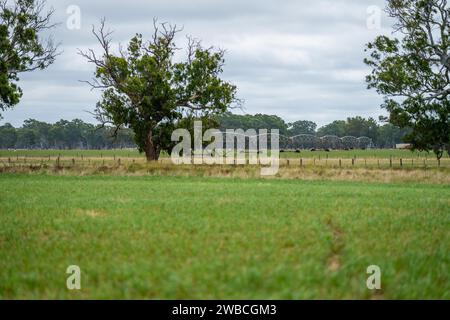 Rinderfarm-Landschaft mit sanften Hügeln und Kühen auf Feldern in Australien. Schönes grünes Gras und fette Kühe und Stiere, die weiden Stockfoto