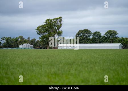 Rinderfarm-Landschaft mit sanften Hügeln und Kühen auf Feldern in Australien. Schönes grünes Gras und fette Kühe und Stiere, die weiden Stockfoto