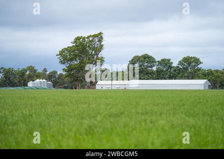 Rinderfarm-Landschaft mit sanften Hügeln und Kühen auf Feldern in Australien. Schönes grünes Gras und fette Kühe und Stiere, die weiden Stockfoto