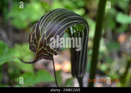 Cobra Lily, Pitcher-Pflanze, auch Darlingtonia californica im Himalaya genannt. Diese Pflanze ist eine fleischfressende Pflanze. Als Kannenpflanze ist es die Stockfoto