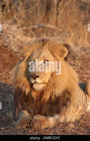 Großer männlicher Löwe, der in der Morgensonne lag, kurz bevor er anfing zu brüllen. Stockfoto