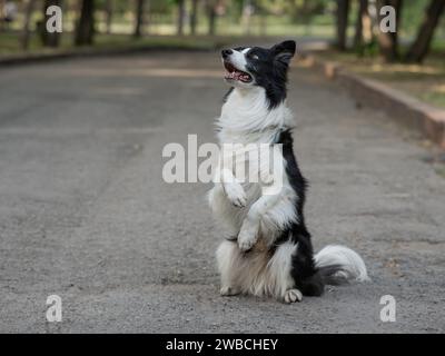 Border Collie Dog macht Hasenübungen im Freien. Stockfoto
