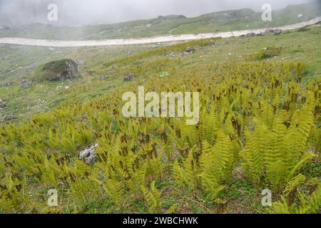 Himalaya-Maidenhaarfarn im oberen Himalaya-Gebiet in Indien. Adiantum venustum, das immergrüne Maidenhair oder Himalaya Maidenhair, ist eine Art von Farn aus der Gattung Adiantum der Familie Pteridaceae. Stockfoto