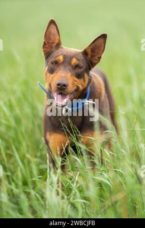 Im Frühjahr auf einer Farm in Australien sitzender kelpie-Hund Stockfoto