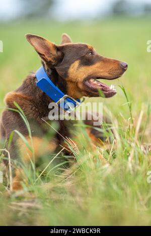 Porträt eines Schafzuchthundes auf einem Bauernhof im Frühjahr Stockfoto