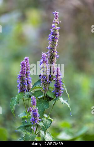 Eine Hummel sitzt auf einer koreanischen Minze Agastache rugosa-Blume im Garten Stockfoto