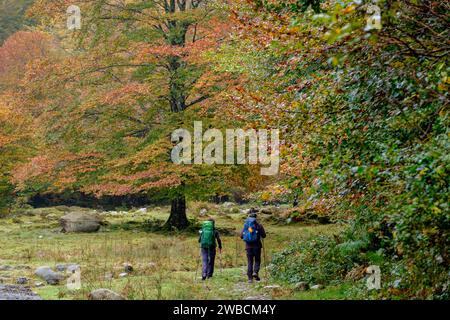 bosque de Bordes, valle de Valier -Riberot-, Parque Natural Regional de los Pirineos de Ariège, cordillera de los Pirineos, Francia Stockfoto