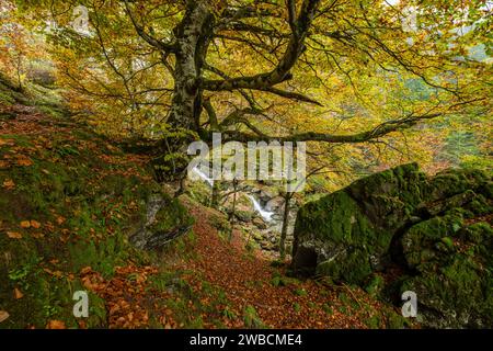 bosque de Bordes, valle de Valier -Riberot-, Parque Natural Regional de los Pirineos de Ariège, cordillera de los Pirineos, Francia Stockfoto