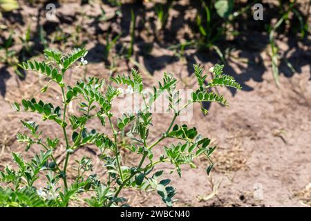 Kichererbsen im Garten mit Blättern. Kichererbsen wachsen. Stockfoto