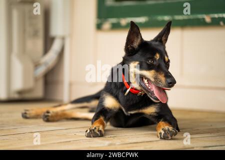 Im Frühjahr auf einer Farm in Australien sitzender kelpie-Hund Stockfoto