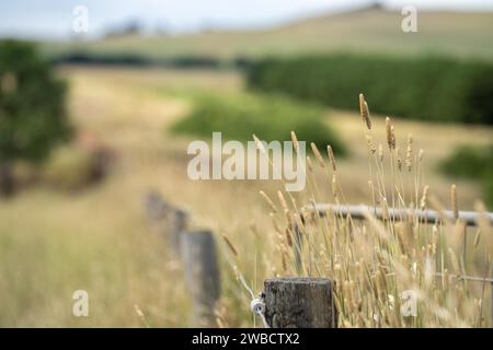 Elektrozaun-Porzellan-Isolator an einem Holzzaun-Pfosten auf einer Farm in australien Stockfoto