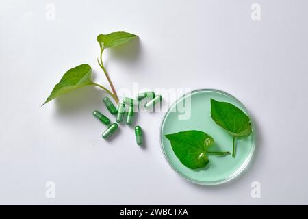 Werbefoto mit frischem Fisch Minzblätter und Pillen auf weißem Hintergrund. Fischminze (Houttuynia cordata) ist bekannt für die Behandlung der S Stockfoto