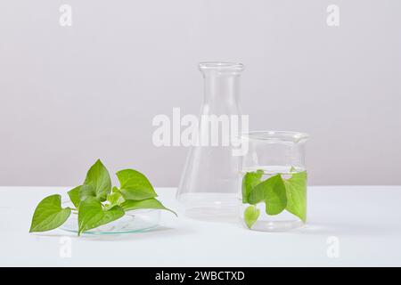 Weißer Hintergrund für ausgestelltes Produkt mit Minzblättern und Laborgeräten. Szene für Werbekosmetik mit Laborkonzept. Fischminze hat Stockfoto