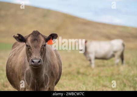 Rinderherde in australien Stockfoto