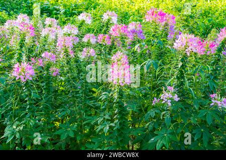 Wunderschöne bunte Spinnenblumen blühen auf dem Blumenfeld Stockfoto