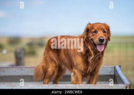 Hund auf ute auf der Farm Stockfoto