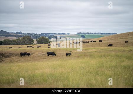 Rinderherde in australien Stockfoto