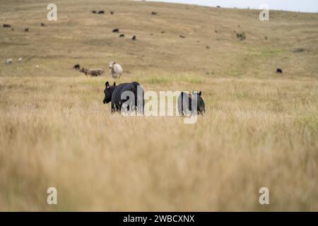 Rinderherde in australien Stockfoto