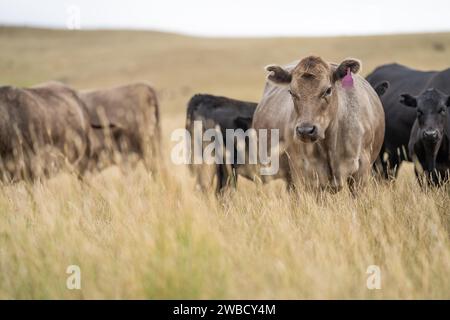 Rinderherde in australien Stockfoto