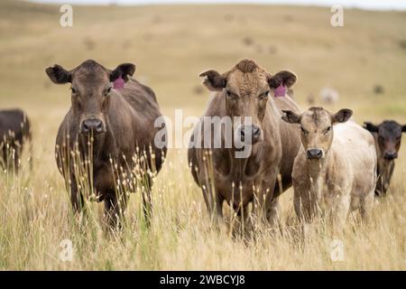 Rinderherde in australien Stockfoto