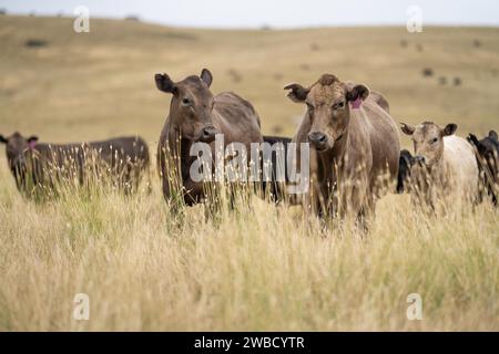 Rinderherde in australien Stockfoto