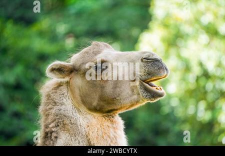 Porträt eines baktrischen Kamels. Tier in Nahaufnahme. Camelus ferus. Stockfoto