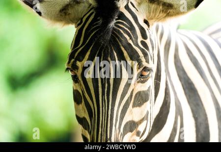 Porträt eines Zebras. Tier in Nahaufnahme. Hippotigris. Stockfoto