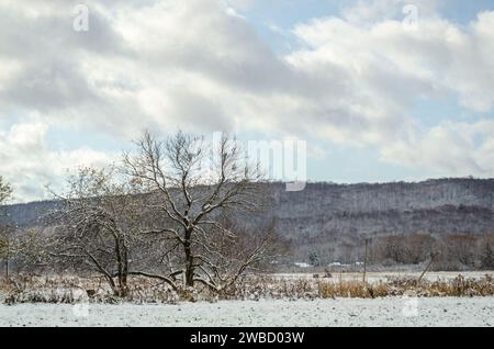 Landschaftsansicht der Bäume in Sugar Grove, Pennsylvania, USA Stockfoto