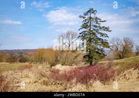 Landschaftsansicht der Bäume in Sugar Grove, Pennsylvania, USA Stockfoto