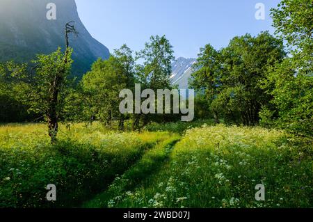 Ein schmaler Pfad schlängelt sich durch eine üppige Wiese mit Wildblumen, flankiert von Bäumen und vor der Kulisse von hoch aufragenden Bergen im weichen Licht Stockfoto