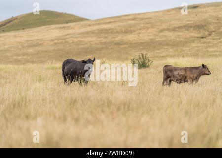 Rinderherde in australien Stockfoto