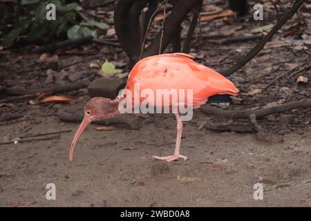 Scarlet Ibis - Eudocimus ruber, wunderschöner roter Vogel Stockfoto