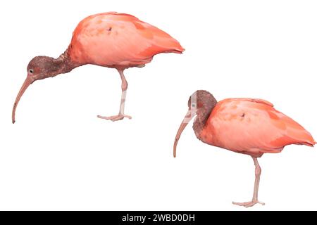 Scarlet Ibis - Eudocimus ruber, schöner roter Vogel, isoliert auf weiß Stockfoto