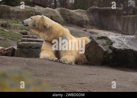 Eisbär (Ursus maritimus), hyperkarnivorer Bär, bleiben auf dem Felsen und lokalisieren sich Stockfoto