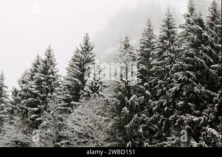 Cuneo (Piemont, Italien). Januar 2024. Im Winter bedecken die Wälder des Stura-Tals in den Seealpen heftige Schneefälle Stockfoto