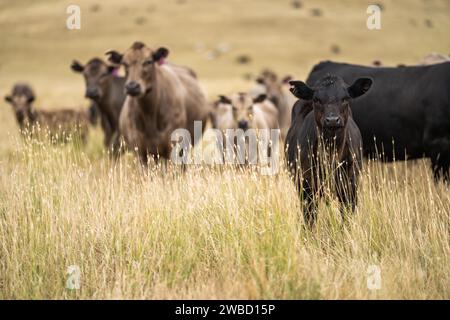 Rinderherde in australien Stockfoto