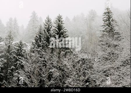 Cuneo (Piemont, Italien). Januar 2024. Im Winter bedecken die Wälder des Stura-Tals in den Seealpen heftige Schneefälle Stockfoto