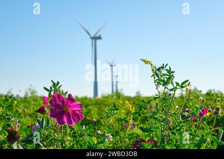 Windräder hinter einem Feld mit wilden Blumen am frühen Abend. Bild mit selektivem Fokus. Stockfoto