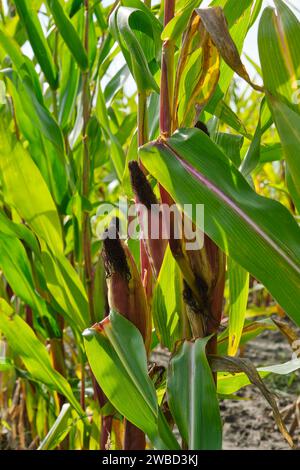 Nahaufnahme der Kolben einer Maispflanze mit roten Federn auf einem Maisfeld im Sommer. Stockfoto