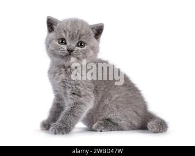 Süßes, blaues tortie, britisches Kurzhaar-Katzenkätzchen, seitlich sitzend. Lustiger Gesichtsausdruck und Blick auf die Kamera. Isoliert auf einem weißen Hintergrund Stockfoto
