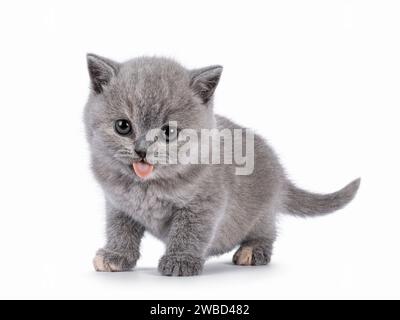 Süßes, blaues tortie, britisches Kurzhaar-Katzenkätzchen, stehend seitlich. Lustiger Gesichtsausdruck mit ausgezogener Zunge und Blick auf die Kamera. Isoliert am Stockfoto